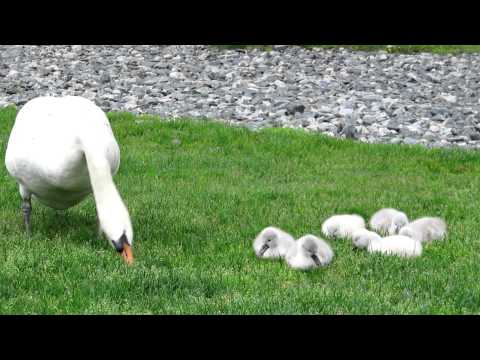 Swans out in the field at Ell Pond Melrose 5/9/12
