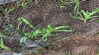 Sweet Corn Update! 7-5-21