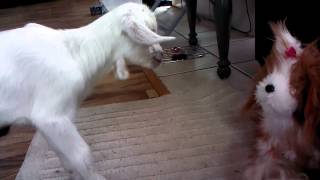 Baby Goat And Zoe