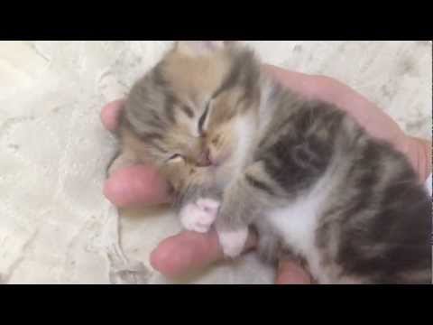 【手乗りにゃんこ】手の上で眠る赤ちゃん猫が可愛すぎる！