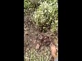 राजस्थान प्रतापगढ़ वीडियो गांव शाहपुरा18