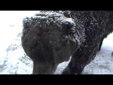 エゾヒグマ-釧路市動物園 Hokkaido Bear in Kushiro Zoo