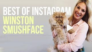 Winston Smushface CAT | CUTE VIDEOS FROM INSTAGRAM