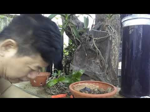 Cách trồng lan trầm hiệu quả mai linh chia sẻ