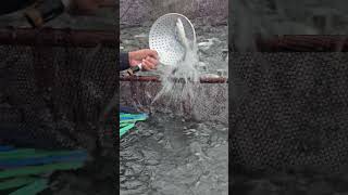 Counting Fish