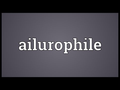 Header of ailurophile