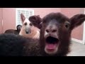 lamb