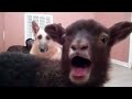lamb