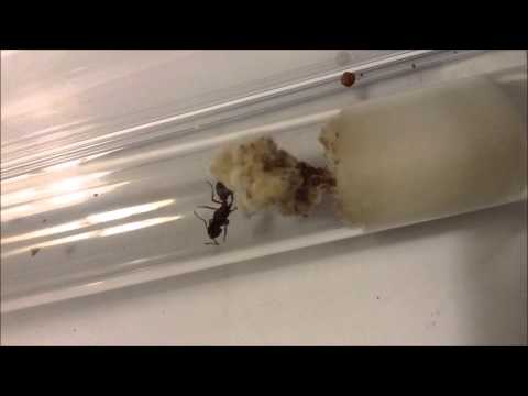 Header of Acromyrmex versicolor