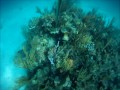 Bahamas Opening Day plus 1 2011 Crawfish Spearing