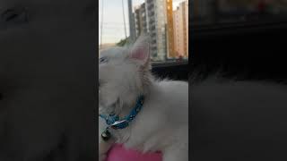 Şaşıran Kedi Leo