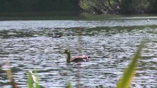 Duck In The Water