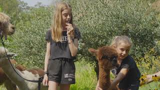 Video Alpaca Montegrino Valtravaglia