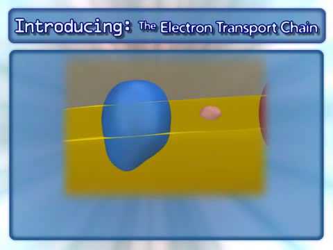Cellular Respiration Electron