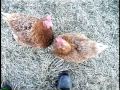Battery Cages must be banned
