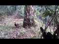 Ayam Hutan So Lucky images Ayam Hutan So Lucky