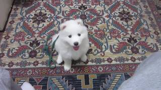 Adını Söyleyince Halıya Işeyen Köpek Alfa