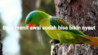 MASTERAN BURUNG BETET