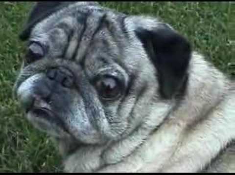 dramatic pug dramatic pug dramatic pug dramatic pug