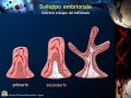 embriologia