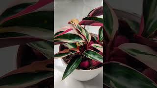 Stromanthe Triostar