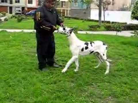 Royal Canin Giant Breed Dog Food Retailers Royal Canin Giant Breed Dog Food Retailers