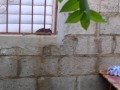 Ratones se adueÑan del patio del vecino!