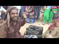 सलमान खान बना बन्दर नाच बंदरिया नाच bandar bandariya ka khel funniest monkey drama