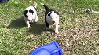 Chiots Laïka de Iakoutie