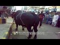 bakra eid qurbani 2011