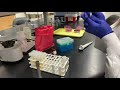 E. coli IMViC Video
