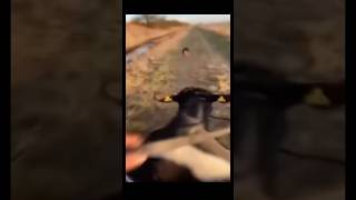 zUWE_NRvbZo Video Image