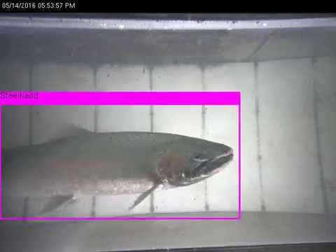 Video recognition: Steelhead fish