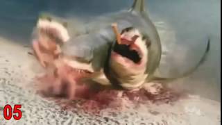720Phd 3 Headed Shark Attack Official Teaser Clip 2015