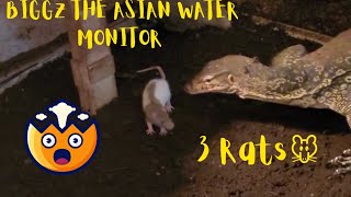 Warning Live Feeding Water Monitor Eat 3 Medium Rats
