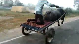 Jhota Rece Tofani Jhota Super Fast
