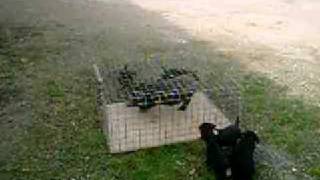 Jagdterrier Chiots