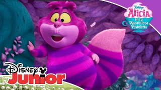 Alicia En Su Maravillosa Pastelería La Salsa De Mi Panza, Qué Delicia Disney Junior Oficial