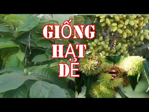 Giống Hạt Dẻ Ghép Cây Trồng Kinh Tế Cây Trồng Rừng,Giá Trị Dinh Dưỡng Hạt Dẻ ||TRAN TRONG PHAM
