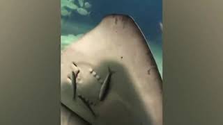 Try not to laugh | Funny animals dogs cats compilation 2019
