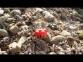 Hermit crab borrows lego block as shell