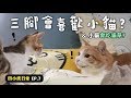 【黃阿瑪的後宮生活】三腳會喜歡小貓?&amp;小貓會吃貓草?四小虎日常EP.7
