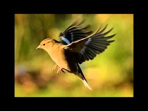 Kalpana Desai Sung Chal Ud Ja Re Panchi