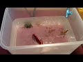 Coralife BioCube Basics: Week 5- Adding Invertebrates