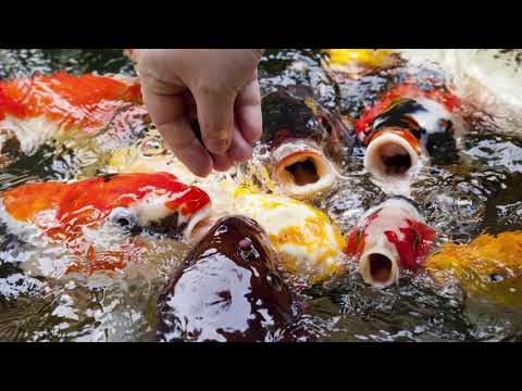 Bể Cá Cảnh Phong Thủy: Nên Chọn Nuôi Cá Gì?