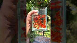 Red Balloon Platy Available Watsapp - 9746418899 Amaamis Aquatics