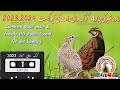 night sounds for quail hunting /  Batair ki Awaz rat ki New