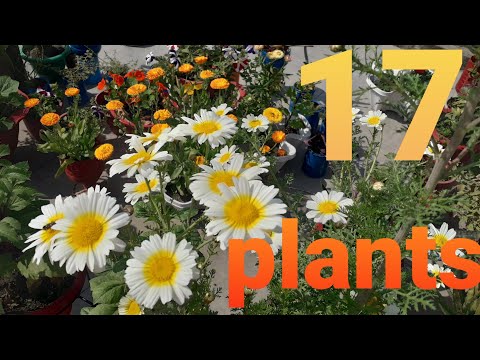 गर्मी के फूल 17 Best Summer Flower permanent plants list for pot their names / Hindi