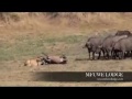 Lion Attacks A Buffalo Near Mfuwe Lodge Happy Ending