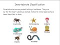 Invertebrate Classification